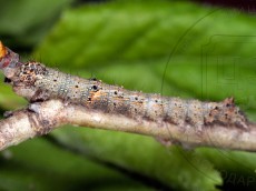 Allophyes oxyacanthae_гусеница III